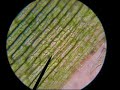 Streaming Cytoplasm and Talking Cells