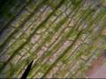 Streaming Cytoplasm and Talking Cells