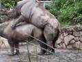 上野動物公園で...
