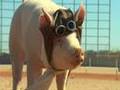Grand Prairie Air Hogs Field of Dreams