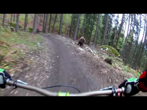 Bear chases biker in MalinôBrdo Ružomberok (9,0)