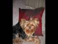 videos de Dolly - Marketing Pets