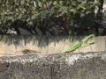 カマキリ vs. トンボ｜Mantis vs. Dragonfly