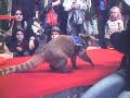 Heimtiermesse 2009 - Elvis 2