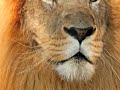 Gold Lion- Yeah Yeah Yeah\