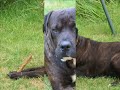 Chien m�chant?
