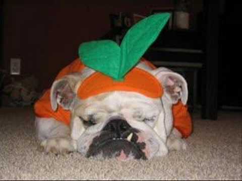 dogs at the holidays - With Halloween just behind us, and Christmas around the corner, I put together this cute little collection of what people put thier beloved pets thru for the...