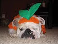 People who dress their Dogs for the Holidays