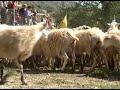 ??? ?????-ASIGONIA CRETE KRETA ??? ?????-ASIGONIA CRETE KRETA