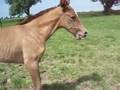 Dança: Lusitano foal, 10 days old.