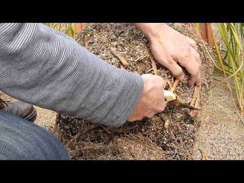 how to transplant elephant foot palm