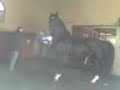 saillie etalon2 hennebont saillie etalon2 hennebont