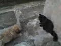 Elvis e Nina - Zuando um com o outro - Animais Bricalhões