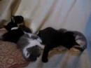 Kittens Kittens