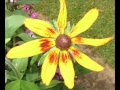 Flowers of Kashmir