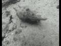 Weird ShellFish / Mollusc