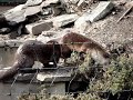 Otters