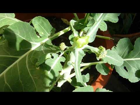 how to harvest fresh broccoli
