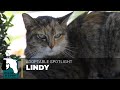Lindy the six-toed kitty!