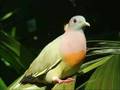 Pink-necked Green Pigeon @ Singapore