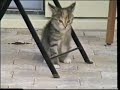 Dancing Kitten Dancing Kitten
