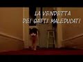La vendetta dei Gatti Maleducati La vendetta dei Gatti Maleducati