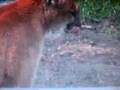 Cougar vs Male Wolf Encounter.