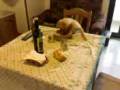 videos de Milla_mangia.3gp