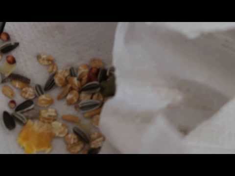 how to cure dwarf hamster wet tail