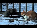 Cat Boxing An Opossum
