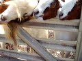 UGGLY GOATS UGGLY GOATS