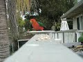 Local Timid King Parrots