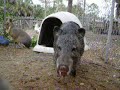 Greggary the Peccary - Visiting with the Patagonian Maras