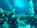 Swimming With Sharks - 5