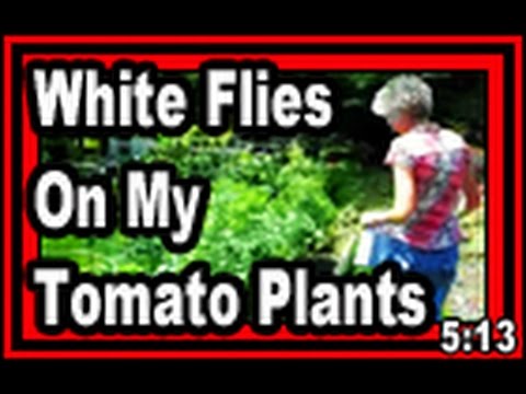 how to eliminate plant flies