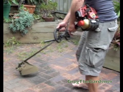 how to remove agapanthus