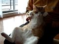 [ネコ]だら～ん。完全な無気力で人間の膝の上に乗るネコ。のサムネイル1