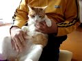 [ネコ]だら～ん。完全な無気力で人間の膝の上に乗るネコ。のサムネイル2