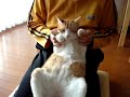 [ネコ]だら～ん。完全な無気力で人間の膝の上に乗るネコ。のサムネイル3