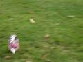 videos de Lola Belle's 1st time at the park
