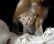 仔猫　生後3週間!!!