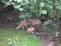 Brockley foxes