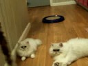 Fairy Dew Persian Cats