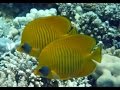 Séjour Plongée Hurghada 2008 Vidéo 2/3
