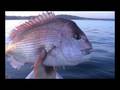 videos de Snapper Hobie Outback Paddle Fish Sail