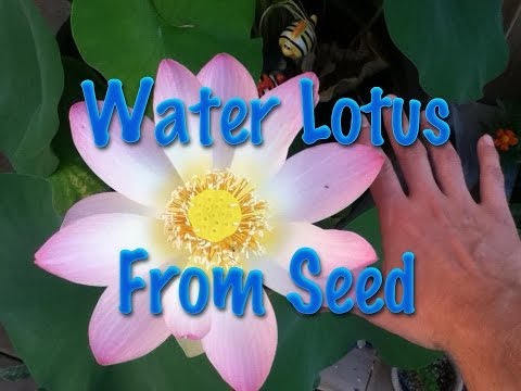 Starting Water Lotus from Seed