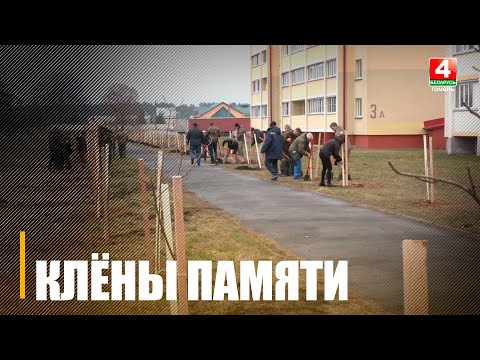 Под Гомелем в Ченках появилась аллея из 80 кленов