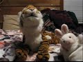 Bunny Buddy ep. 4