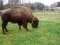audrey mwa et heuuuuuu un bison ^^ audrey mwa et heuuuuuu un bison ^^