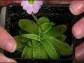Animal Eating Plants